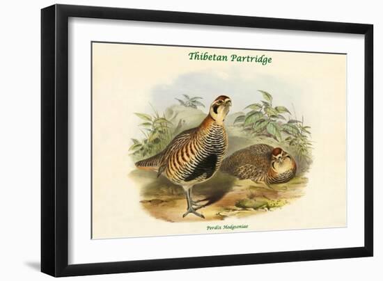 Perdix Hodgsoniae - Thibetan Partridge-John Gould-Framed Art Print