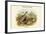 Perdix Hodgsoniae - Thibetan Partridge-John Gould-Framed Art Print