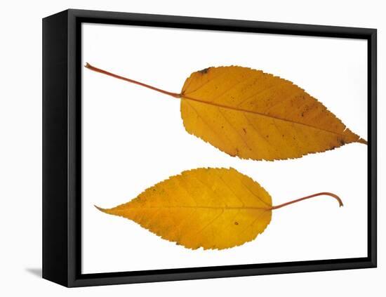 Pere David's Maple Two Leaves in Autumn Colours, Native to China-Philippe Clement-Framed Premier Image Canvas