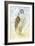 Peregrine Falcon, 2015-Nancy Moniz Charalambous-Framed Giclee Print