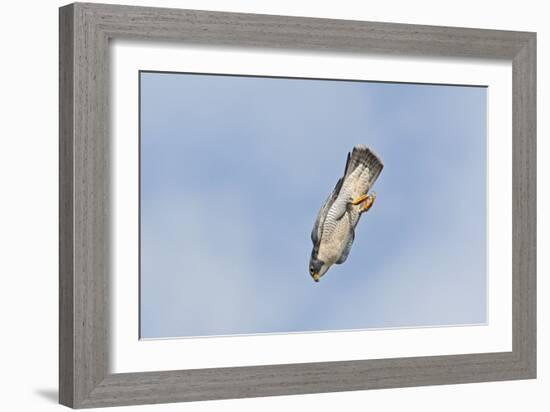 Peregrine Falcon Adult in Flight-null-Framed Photographic Print