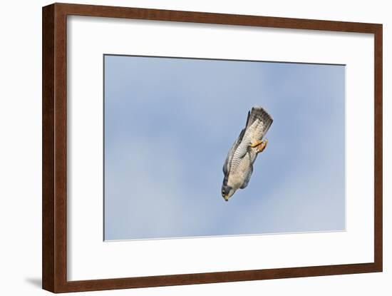 Peregrine Falcon Adult in Flight-null-Framed Photographic Print