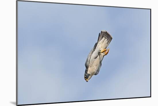 Peregrine Falcon Adult in Flight-null-Mounted Photographic Print