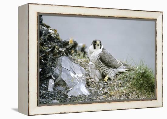 Peregrine Falcon Adult Warms a Chick-Andrey Zvoznikov-Framed Premier Image Canvas