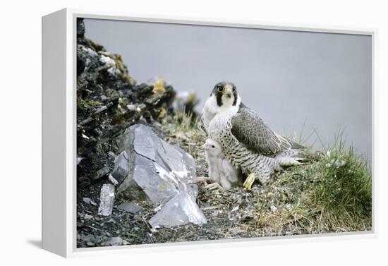 Peregrine Falcon Adult Warms a Chick-Andrey Zvoznikov-Framed Premier Image Canvas