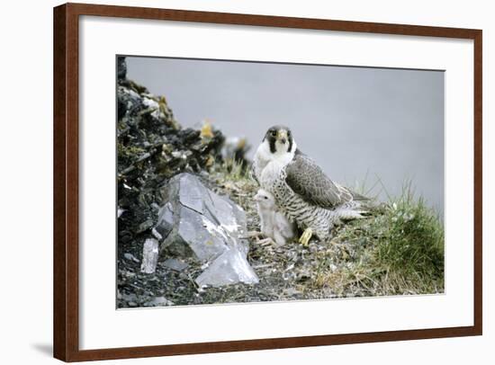 Peregrine Falcon Adult Warms a Chick-Andrey Zvoznikov-Framed Photographic Print