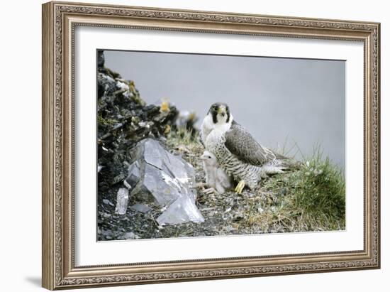 Peregrine Falcon Adult Warms a Chick-Andrey Zvoznikov-Framed Photographic Print