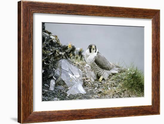 Peregrine Falcon Adult Warms a Chick-Andrey Zvoznikov-Framed Photographic Print