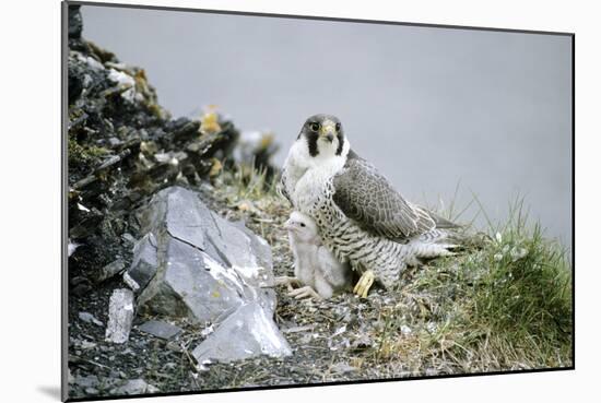 Peregrine Falcon Adult Warms a Chick-Andrey Zvoznikov-Mounted Photographic Print