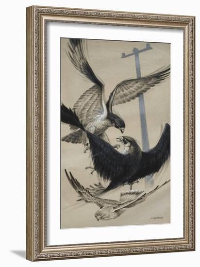 Peregrine Falcon and Kestrel-David Nockels-Framed Giclee Print