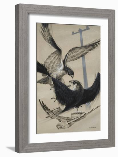 Peregrine Falcon and Kestrel-David Nockels-Framed Giclee Print