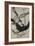 Peregrine Falcon and Kestrel-David Nockels-Framed Giclee Print