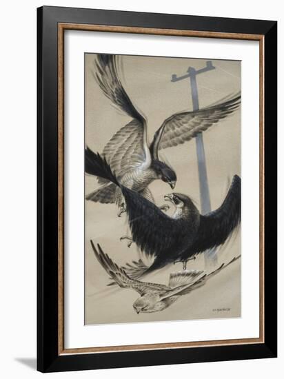 Peregrine Falcon and Kestrel-David Nockels-Framed Giclee Print