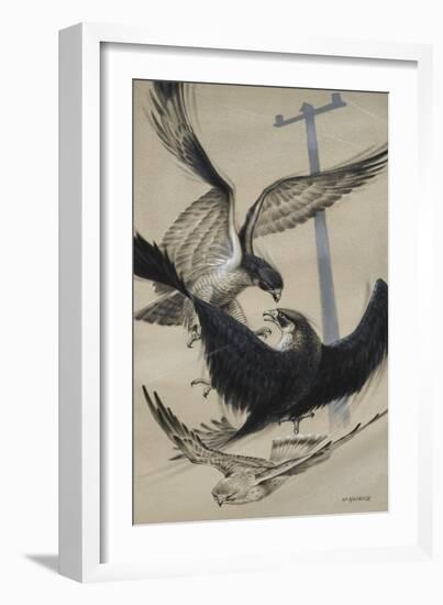 Peregrine Falcon and Kestrel-David Nockels-Framed Giclee Print