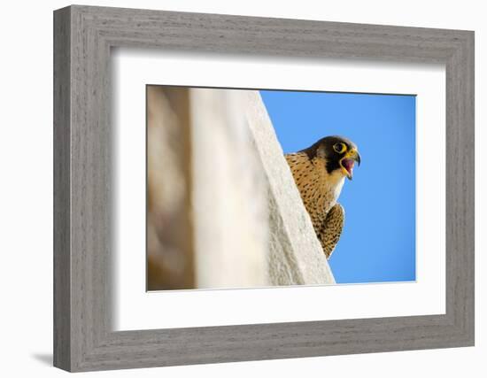 Peregrine falcon calling, Sagrada Familia Basilica, Barcelona-Oriol Alamany-Framed Photographic Print