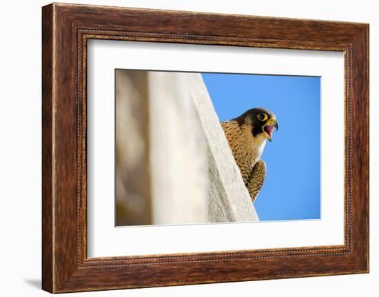 Peregrine falcon calling, Sagrada Familia Basilica, Barcelona-Oriol Alamany-Framed Photographic Print