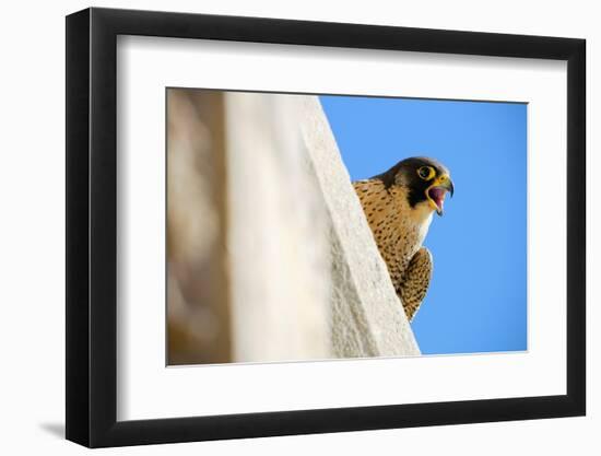 Peregrine falcon calling, Sagrada Familia Basilica, Barcelona-Oriol Alamany-Framed Photographic Print