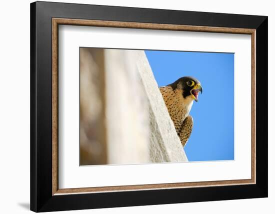 Peregrine falcon calling, Sagrada Familia Basilica, Barcelona-Oriol Alamany-Framed Photographic Print
