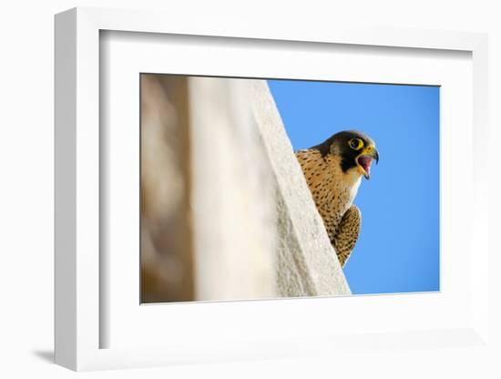 Peregrine falcon calling, Sagrada Familia Basilica, Barcelona-Oriol Alamany-Framed Photographic Print