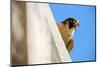 Peregrine falcon calling, Sagrada Familia Basilica, Barcelona-Oriol Alamany-Mounted Photographic Print