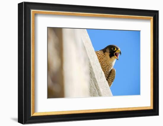 Peregrine falcon calling, Sagrada Familia Basilica, Barcelona-Oriol Alamany-Framed Photographic Print