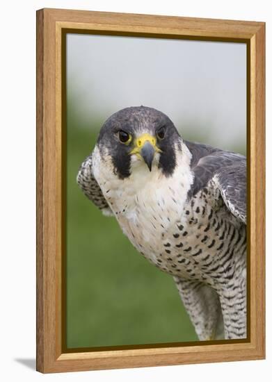 Peregrine Falcon Close-Up-Hal Beral-Framed Premier Image Canvas