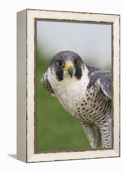 Peregrine Falcon Close-Up-Hal Beral-Framed Premier Image Canvas