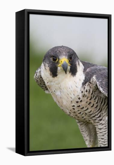 Peregrine Falcon Close-Up-Hal Beral-Framed Premier Image Canvas