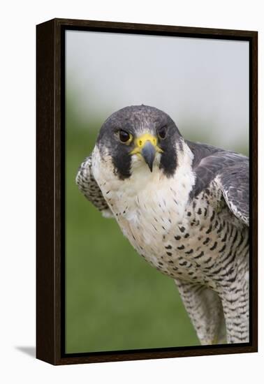 Peregrine Falcon Close-Up-Hal Beral-Framed Premier Image Canvas