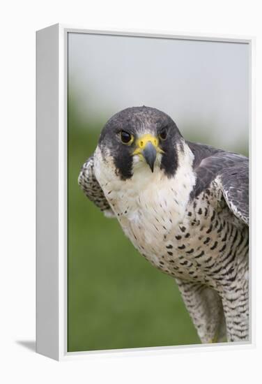 Peregrine Falcon Close-Up-Hal Beral-Framed Premier Image Canvas