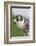 Peregrine Falcon Close-Up-Hal Beral-Framed Photographic Print