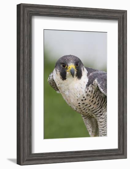 Peregrine Falcon Close-Up-Hal Beral-Framed Photographic Print