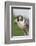 Peregrine Falcon Close-Up-Hal Beral-Framed Photographic Print