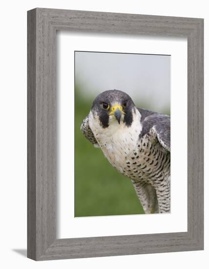 Peregrine Falcon Close-Up-Hal Beral-Framed Photographic Print