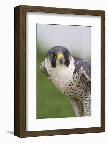 Peregrine Falcon Close-Up-Hal Beral-Framed Photographic Print