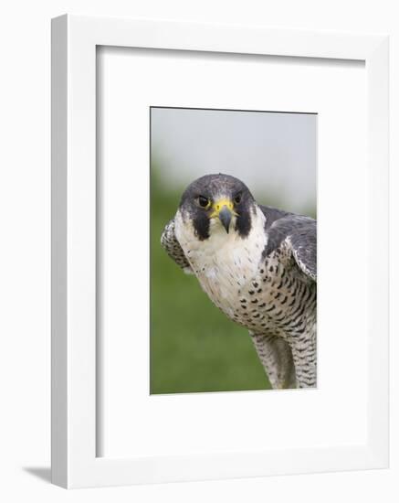 Peregrine Falcon Close-Up-Hal Beral-Framed Photographic Print