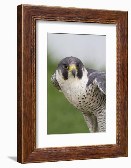 Peregrine Falcon Close-Up-Hal Beral-Framed Photographic Print