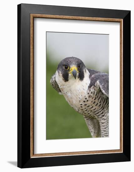 Peregrine Falcon Close-Up-Hal Beral-Framed Photographic Print