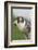 Peregrine Falcon Close-Up-Hal Beral-Framed Photographic Print