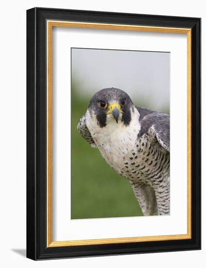 Peregrine Falcon Close-Up-Hal Beral-Framed Photographic Print