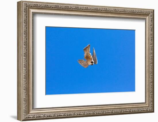 Peregrine falcon diving, Sagrada Familia Basilica, Barcelona-Oriol Alamany-Framed Photographic Print