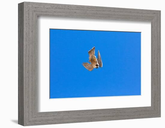 Peregrine falcon diving, Sagrada Familia Basilica, Barcelona-Oriol Alamany-Framed Photographic Print