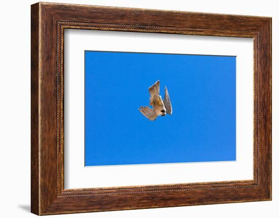 Peregrine falcon diving, Sagrada Familia Basilica, Barcelona-Oriol Alamany-Framed Photographic Print