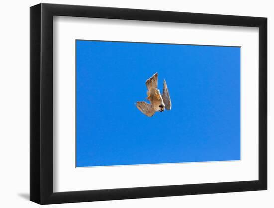 Peregrine falcon diving, Sagrada Familia Basilica, Barcelona-Oriol Alamany-Framed Photographic Print