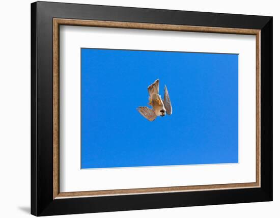 Peregrine falcon diving, Sagrada Familia Basilica, Barcelona-Oriol Alamany-Framed Photographic Print