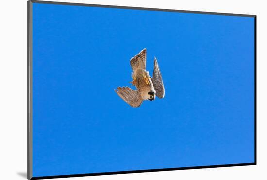 Peregrine falcon diving, Sagrada Familia Basilica, Barcelona-Oriol Alamany-Mounted Photographic Print