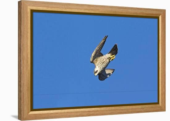 Peregrine Falcon Diving-null-Framed Premier Image Canvas