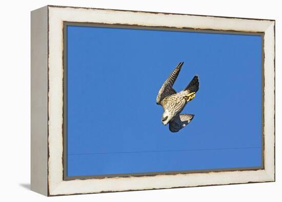 Peregrine Falcon Diving-null-Framed Premier Image Canvas