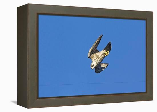 Peregrine Falcon Diving-null-Framed Premier Image Canvas