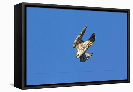 Peregrine Falcon Diving-null-Framed Premier Image Canvas